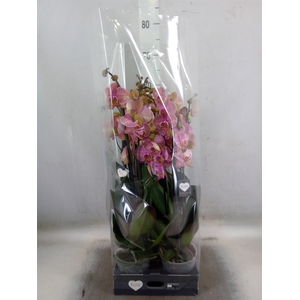 Phalaenopsis  'Jupiter'