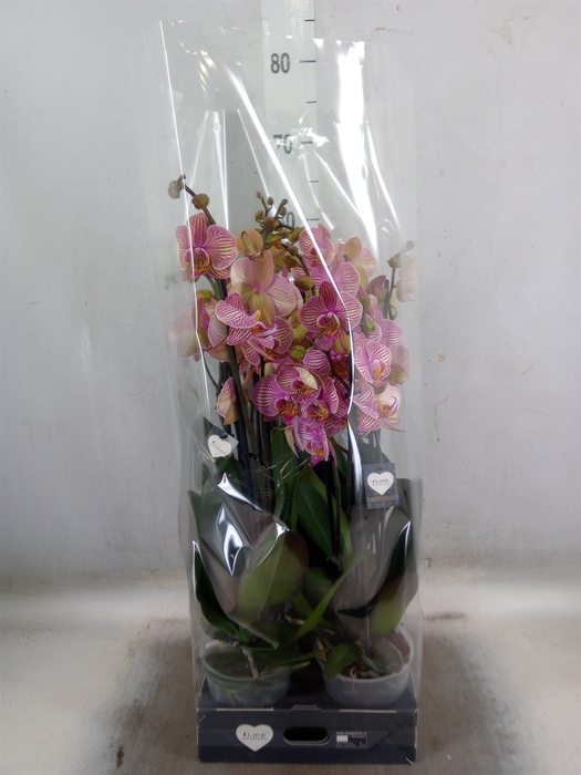 <h4>Phalaenopsis  'Jupiter'</h4>
