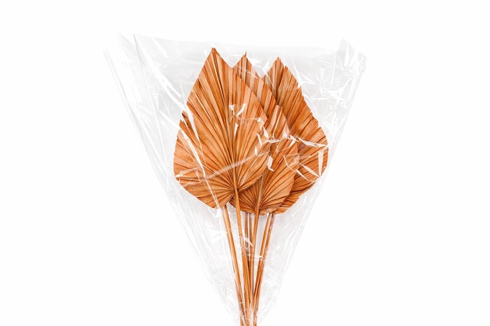 <h4>Dried Palm Spear 10pc Orange Bunch</h4>