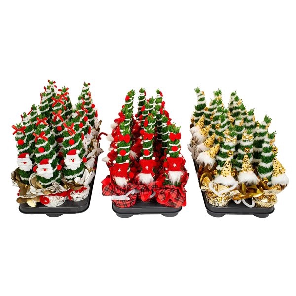 <h4>Chamaecyparis Ellwoodii Christmas Friends ®</h4>