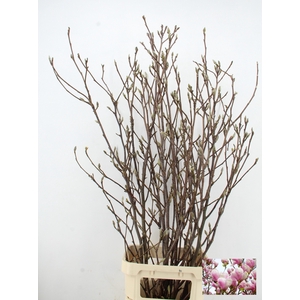 MAGNOLIA GRANDIFLORA X8