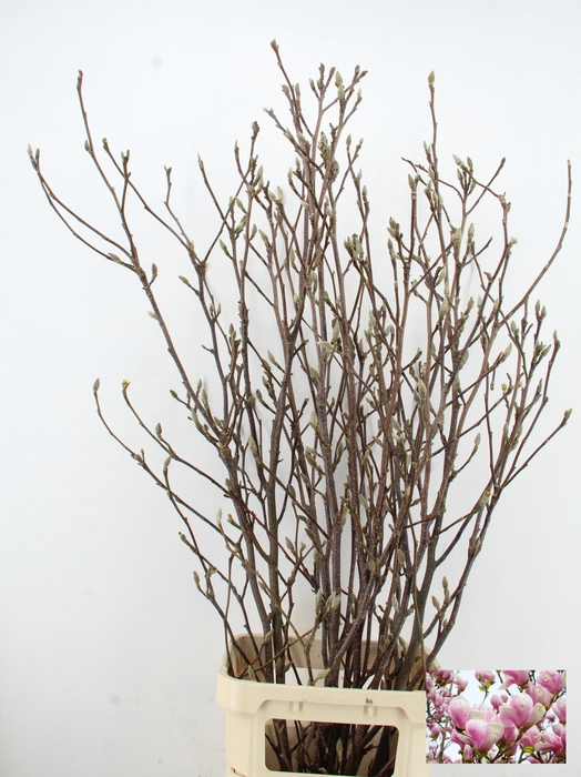 <h4>MAGNOLIA GRANDIFLORA X8</h4>