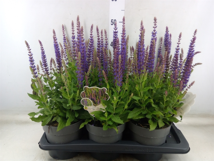 <h4>Salvia nemorosa 'Ostfriesland'</h4>