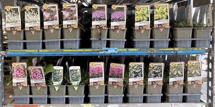 <h4>VASTE PL MIXK</h4>