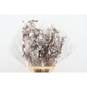 DF Lunaria Bs Champagne