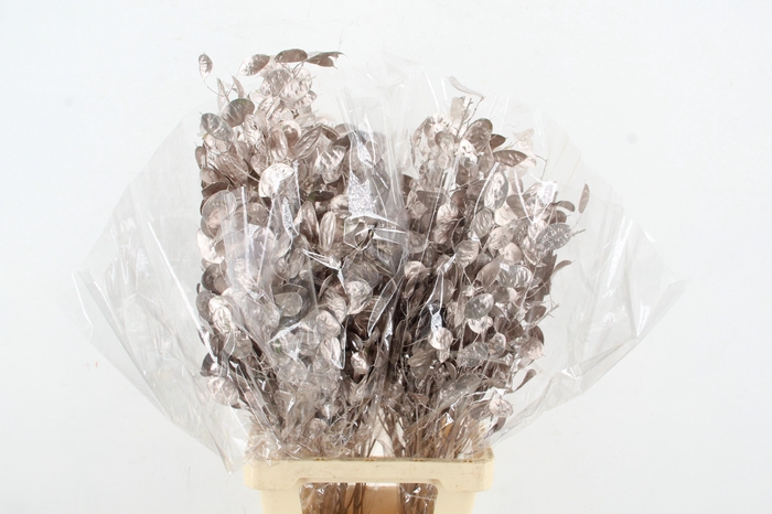 <h4>DF Lunaria Bs Champagne</h4>