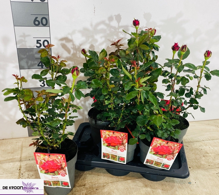 <h4>ROSA GEM</h4>