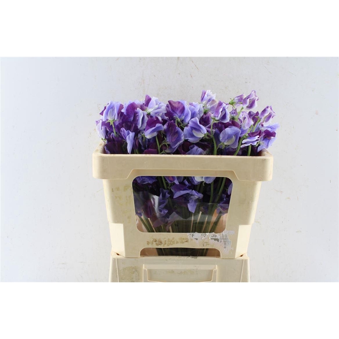 <h4>LATHYR ODORATUS OV</h4>