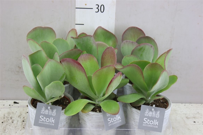 <h4>Kalanchoe Thyrsiflora White Wash Keramiek</h4>