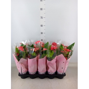 Anthurium andr. 'Sweet Dream'