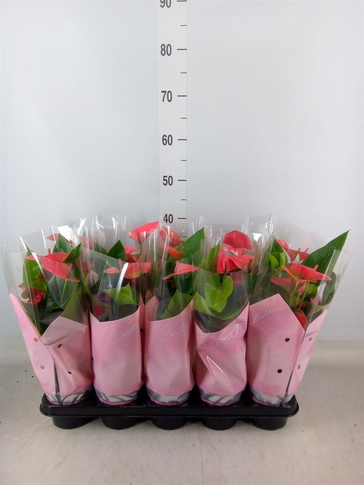 <h4>Anthurium andr. 'Sweet Dream'</h4>