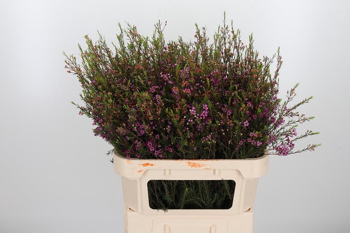 <h4>Chame Purple Pride</h4>