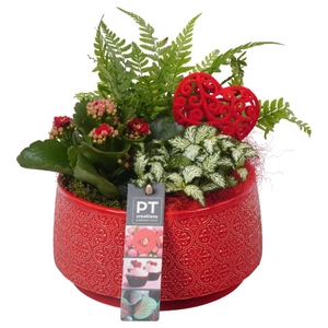 PTVMB4708 Arrangementen kamerplanten