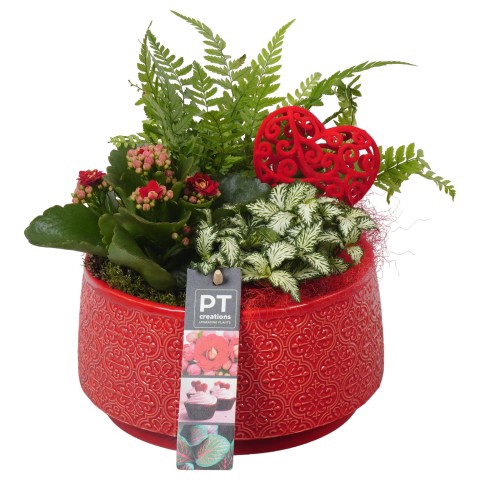 <h4>PTVMB4708 Arrangementen kamerplanten</h4>