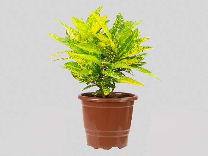 <h4>CROTON GOLDEN SUN P17</h4>