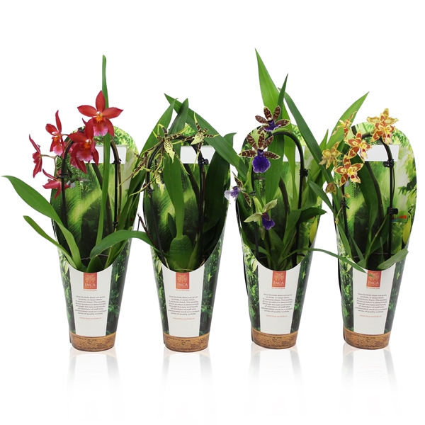 <h4>Inca Orchid mix Cascade 9cm luxury jungle cover</h4>