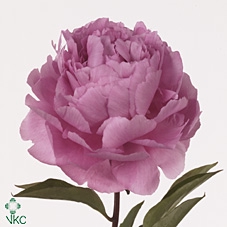 Paeonia dinner plate