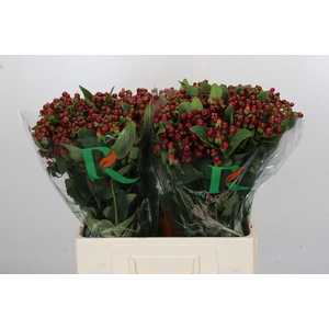 Hypericum Magical Cherry Brown