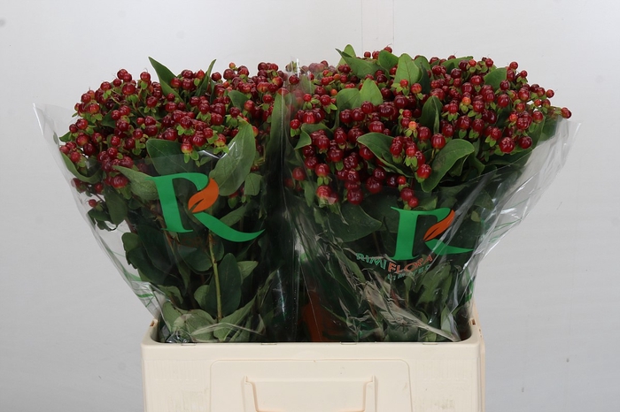 <h4>Hypericum Magical Cherry Brown</h4>