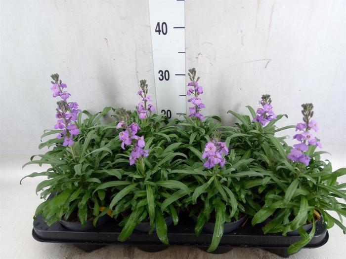 <h4>Erysimum linifolium 'Bowles Mauve'</h4>