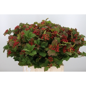 Viburnum Opulus