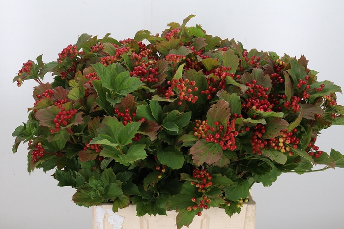 <h4>Viburnum Opulus</h4>