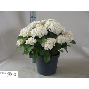 HYDR M CRYSTAL PALAC