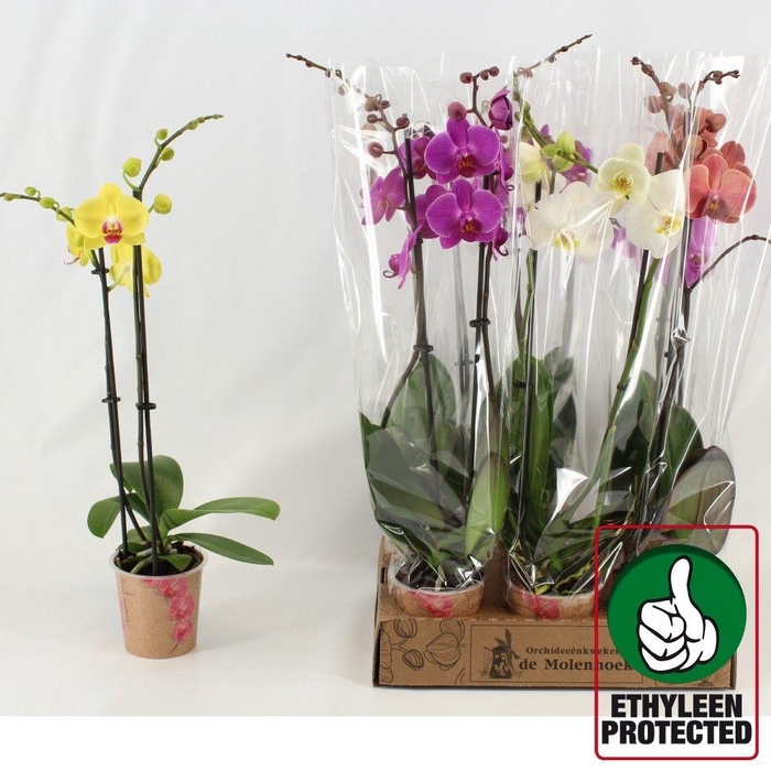 <h4>PHAL GEM 4 KL</h4>