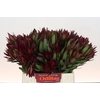 Leucadendron Saf Sunset Dark Red