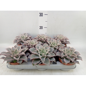 Echeveria   ...