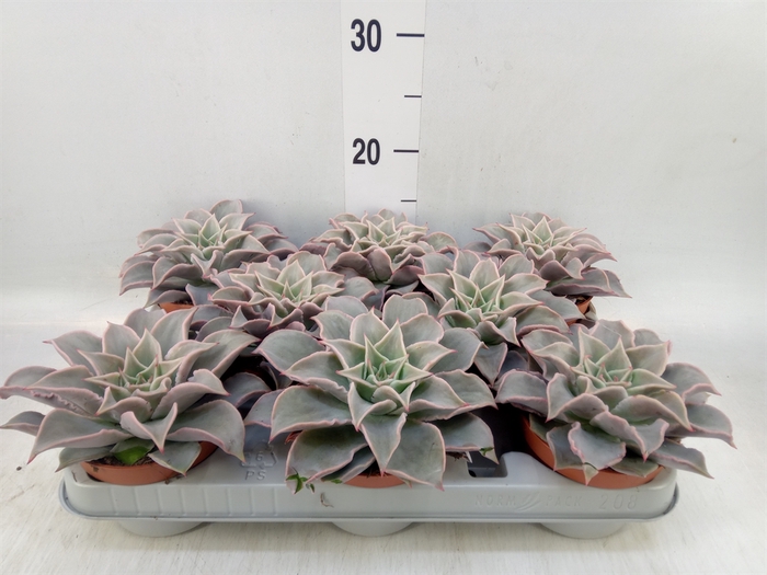 <h4>Echeveria   ...</h4>