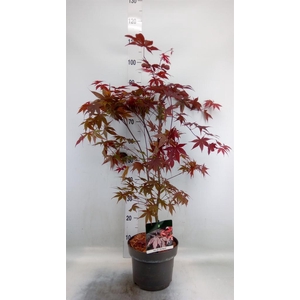 Acer palmatum 'Bloodgood'