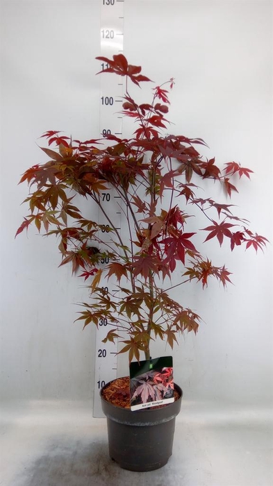 <h4>Acer palmatum 'Bloodgood'</h4>