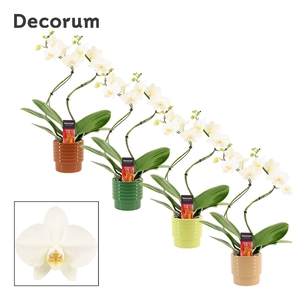 Phalaenopsis hurricane wit in Naemi (Natural bubble-collection)