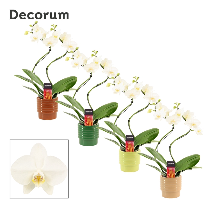 <h4>Phalaenopsis hurricane wit in Naemi (Natural bubble-collection)</h4>