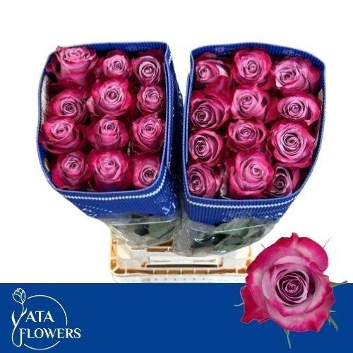 <h4>R GR DEEP PURPLE</h4>