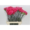 Dianthus St Bizet