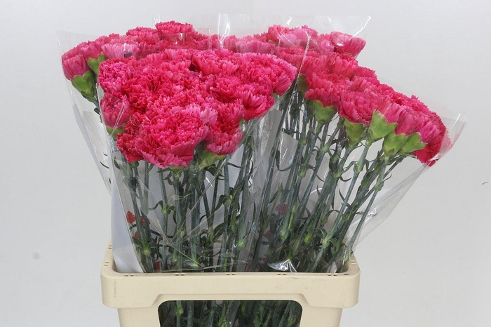 <h4>Dianthus St Bizet</h4>