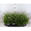 Lavandula interm. 'Edelweiss'