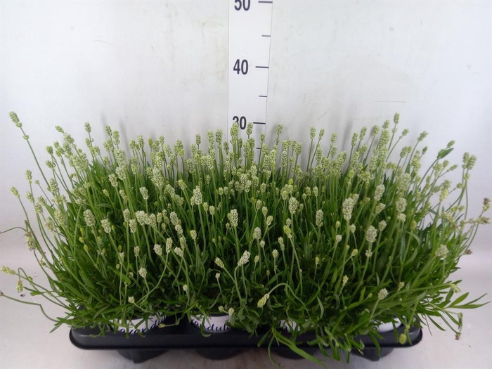 Lavandula interm. 'Edelweiss'