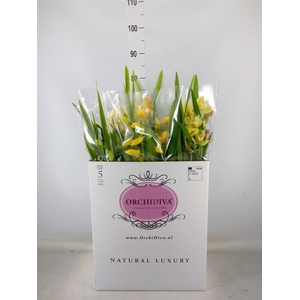 Cymbidium   ...mix