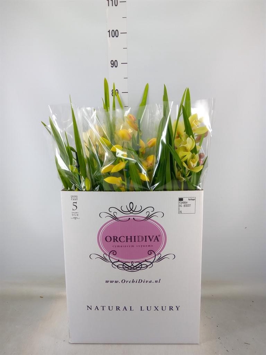 <h4>Cymbidium   ...mix</h4>