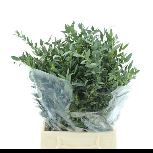 <h4>EUC PARVIFOLIA P BS</h4>