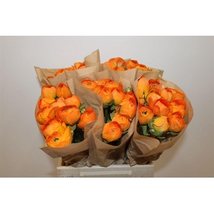 Ran Cloni Ex Lambada