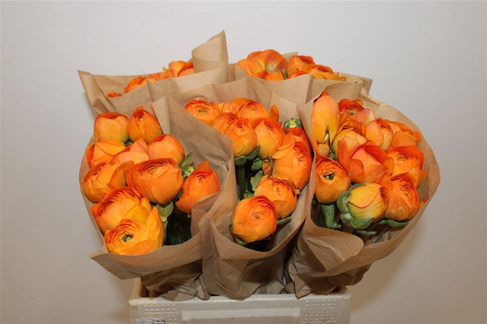 <h4>Ran Cloni Ex Lambada</h4>