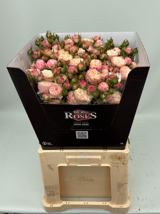 <h4>R TR ROYAL BLUSH 70 cm Carton</h4>