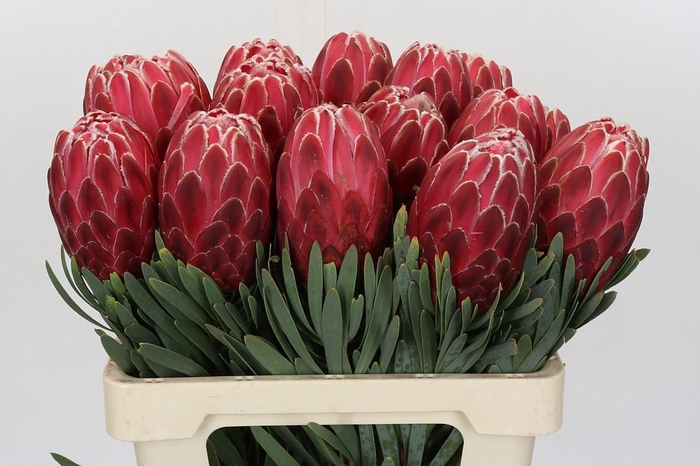 <h4>Protea Venus</h4>