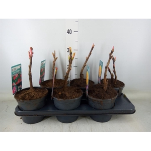 Paeonia suffruticosa   ...mix