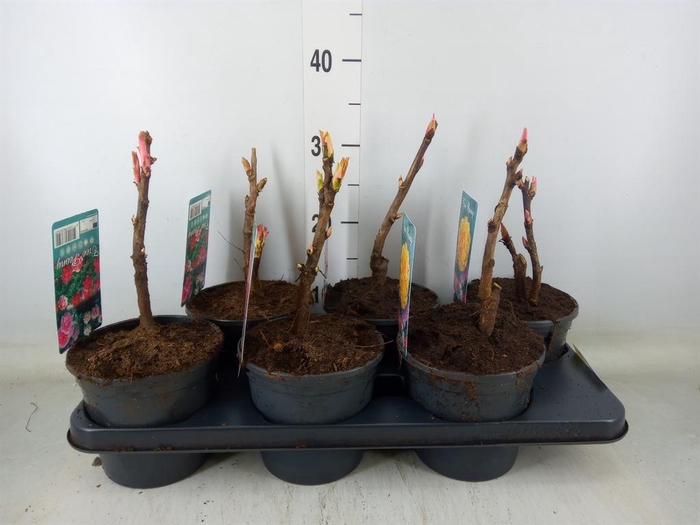 <h4>Paeonia suffruticosa   ...mix</h4>