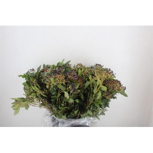 Viburnum Berry Red P Bunch